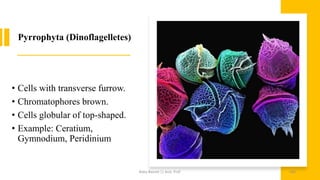 Pyrrophyta (Dinoflagelletes)
• Cells with transverse furrow.
• Chromatophores brown.
• Cells globular of top-shaped.
• Example: Ceratium,
Gymnodium, Peridinium
Boby Basnet || Asst. Prof. 160
 