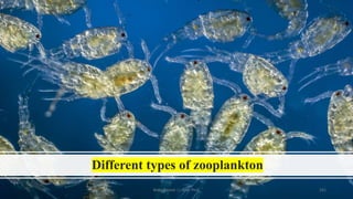 Different types of zooplankton
Boby Basnet || Asst. Prof. 161
 