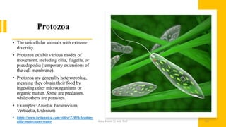Protozoa
• The unicellular animals with extreme
diversity.
• Protozoa exhibit various modes of
movement, including cilia, flagella, or
pseudopodia (temporary extensions of
the cell membrane).
• Protozoa are generally heterotrophic,
meaning they obtain their food by
ingesting other microorganisms or
organic matter. Some are predators,
while others are parasites.
• Examples: Arcella, Paramecium,
Verticella, Didinium
• https://www.britannica.com/video/22036/beating-
cilia-protozoans-water Boby Basnet || Asst. Prof. 162
 
