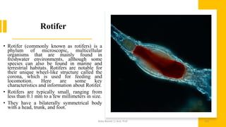 Rotifer
• Rotifer (commonly known as rotifers) is a
phylum of microscopic, multicellular
organisms that are mainly found in
freshwater environments, although some
species can also be found in marine and
terrestrial habitats. Rotifers are notable for
their unique wheel-like structure called the
corona, which is used for feeding and
locomotion. Here are some key
characteristics and information about Rotifer.
• Rotifers are typically small, ranging from
less than 0.1 mm to a few millimeters in size.
• They have a bilaterally symmetrical body
with a head, trunk, and foot.
Boby Basnet || Asst. Prof. 163
 