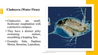 Cladocera (Water Fleas)
• Cladocera's are small,
freshwater zooplankton with
a protective carapace.
• They have a distinct jerky
swimming motion,
resembling a hopping flea.
• Example: Sida, Daphina
Moina, Bosmina, Leptodora.
Boby Basnet || Asst. Prof. 164
 