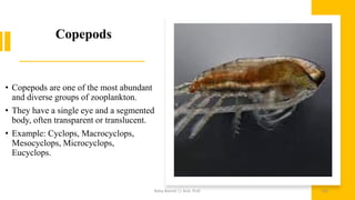 Copepods
• Copepods are one of the most abundant
and diverse groups of zooplankton.
• They have a single eye and a segmented
body, often transparent or translucent.
• Example: Cyclops, Macrocyclops,
Mesocyclops, Microcyclops,
Eucyclops.
Boby Basnet || Asst. Prof. 165
 