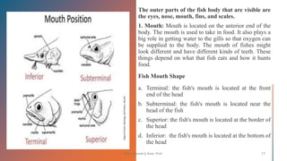 Boby Basnet || Asst. Prof. 17
 