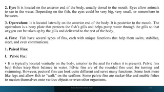 2. Eye: It is located on the anterior end of the body, usually dorsal to the mouth. Eyes allow animals
to see in the water. Depending on the fish, the eyes could be very big, very small, or somewhere in
between.
3. Operculum: It is located laterally on the anterior end of the body. It is posterior to the mouth. The
operculum is a bony plate that protects the fish’s gills and helps pump water through the gills so that
oxygen can be taken up by the gills and delivered to the rest of the body.
4. Fins: Fish have several types of fins, each with unique functions that help them swim, stabilize,
steer, and even communicate.
1. Paired Fins:
I. Pelvic Fin:
• It is typically located ventrally on the body, anterior to the anal fin (when it is present). Pelvic fins
help fishes keep their balance in water. Pelvic fins are of the rounded fins used for turning and
swimming. However, pectoral fins can look quite different and serve many functions. Some look more
like legs and allow fish to “walk” on the seafloor. Some pelvic fins are sucker‐like and enable fishes
to suction themselves onto various objects or even other organisms.
Boby Basnet || Asst. Prof. 18
 