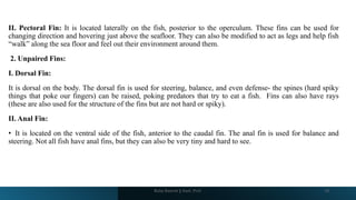 II. Pectoral Fin: It is located laterally on the fish, posterior to the operculum. These fins can be used for
changing direction and hovering just above the seafloor. They can also be modified to act as legs and help fish
“walk” along the sea floor and feel out their environment around them.
2. Unpaired Fins:
I. Dorsal Fin:
It is dorsal on the body. The dorsal fin is used for steering, balance, and even defense‐ the spines (hard spiky
things that poke our fingers) can be raised, poking predators that try to eat a fish. Fins can also have rays
(these are also used for the structure of the fins but are not hard or spiky).
II. Anal Fin:
• It is located on the ventral side of the fish, anterior to the caudal fin. The anal fin is used for balance and
steering. Not all fish have anal fins, but they can also be very tiny and hard to see.
Boby Basnet || Asst. Prof. 19
 