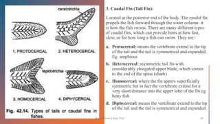 Boby Basnet || Asst. Prof. 20
 
