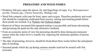 PREDATORY AND WEED FISHES
• Predatory fish prey upon the spawn, fry and fingerlings of carps. E.g: Heteropneustes
fossilis, Channa spp., Clarias batrachus, Wallago attu
• Weed fish compete with carp for food, space and oxygen. Therefore predatory and weed
fish should be completely eradicated from nursery, rearing and stocking ponds before
these ponds are stocked. E.g: Puntius spp Gudusia chapra
• Removal of these unwanted fish repeated netting is not possible and hence dewatering
and poisoning the pond are the only alternative methods.
• From an economic point of view the poisoning should be done during pre-monsoon
season when the water level is usually low, requiring the minimum quantity of poison
material.
• The date of poisoning, however, should be fixed about three weeks before the anticipated
date of stocking.
• Seasonal ponds which dry up during summer months need not be treated with fish
toxicants. Boby Basnet || Asst. Prof. 212
 