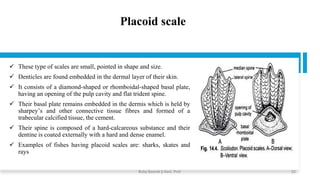 Placoid scale
✓ These type of scales are small, pointed in shape and size.
✓ Denticles are found embedded in the dermal layer of their skin.
✓ It consists of a diamond-shaped or rhomboidal-shaped basal plate,
having an opening of the pulp cavity and flat trident spine.
✓ Their basal plate remains embedded in the dermis which is held by
sharpey’s and other connective tissue fibres and formed of a
trabecular calcified tissue, the cement.
✓ Their spine is composed of a hard-calcareous substance and their
dentine is coated externally with a hard and dense enamel.
✓ Examples of fishes having placoid scales are: sharks, skates and
rays
Boby Basnet || Asst. Prof. 22
 