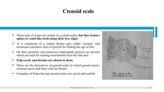 Ctenoid scale
✓ These type of scales are similar to cycloid scales, but they feature
spines or comb like teeth along their free edges
✓ It is composed of a central thicker part called ‘nucleus’ and
numerous concentric lines of growth for finding the age of fish.
✓ On their posterior end numerous longitudinal grooves are present
which are used for sucking nourishment from the fish skin.
✓ Pulp cavity and dentine are absent in them.
✓ These are the derivatives of ganoid scales in which ganoin layers,
cosmine layers and bone cells are absent.
✓ Examples of fishes having ctenoid scales are: perch and sunfish.
Boby Basnet || Asst. Prof. 23
 