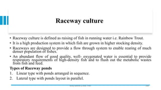 Raceway culture
• Raceway culture is defined as raising of fish in running water i.e. Rainbow Trout.
• It is a high production system in which fish are grown in higher stocking density.
• Raceways are designed to provide a flow through system to enable rearing of much
denser population of fishes.
• An abundant flow of good quality, well- oxygenated water is essential to provide
respiratory requirements of high-density fish and to flush out the metabolic wastes
from fish and feed.
Types of Raceway ponds
1. Linear type with ponds arranged in sequence.
2. Lateral type with ponds layout in parallel.
Boby Basnet || Asst. Prof. 249
 