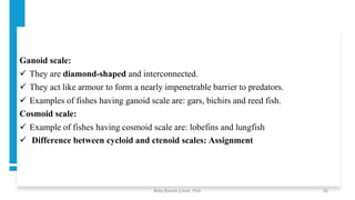 Ganoid scale:
✓ They are diamond-shaped and interconnected.
✓ They act like armour to form a nearly impenetrable barrier to predators.
✓ Examples of fishes having ganoid scale are: gars, bichirs and reed fish.
Cosmoid scale:
✓ Example of fishes having cosmoid scale are: lobefins and lungfish
✓ Difference between cycloid and ctenoid scales: Assignment
Boby Basnet || Asst. Prof. 25
 