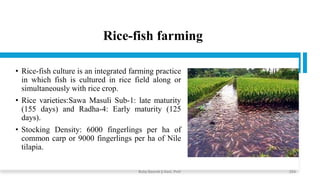 Rice-fish farming
• Rice-fish culture is an integrated farming practice
in which fish is cultured in rice field along or
simultaneously with rice crop.
• Rice varieties:Sawa Masuli Sub-1: late maturity
(155 days) and Radha-4: Early maturity (125
days).
• Stocking Density: 6000 fingerlings per ha of
common carp or 9000 fingerlings per ha of Nile
tilapia.
Boby Basnet || Asst. Prof. 254
 