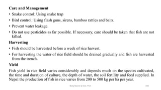 Care and Management
• Snake control: Using snake trap
• Bird control: Using flash guns, sirens, bamboo rattles and baits.
• Prevent water leakage.
• Do not use pesticides as far possible. If necessary, care should be taken that fish are not
killed.
Harvesting
• Fish should be harvested before a week of rice harvest.
• For harvesting the water of rice field should be drained gradually and fish are harvested
from the trench.
Yield
Fish yield in rice field varies considerably and depends much on the species cultivated,
the time and duration of culture, the depth of water, the soil fertility and feed supplied. In
Nepal the production of fish in rice varies from 200 to 500 kg per ha per year.
Boby Basnet || Asst. Prof. 258
 
