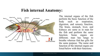 Fish internal Anatomy:
The internal organs of the fish
perform the basic function of the
body such as respiration,
digestion, and sensory function.
The brain, stomach, liver, and
kidneys are same as in man for
the fish and perform the same
function. Some organs are
different; man has lungs to
breathe whereas fish has gills for
the same purpose. The name and
function of the internal organs are
listed below with their functions.
Boby Basnet || Asst. Prof. 26
 