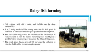 Dairy-fish farming
• Fish culture with dairy cattle and buffalo can be done
successfully.
• 5 to 7 dairy cattle/buffalo rearing near one ha fish pond is
sufficient to fertilize it and also give good remuneration prices.
• The raw cattle dung would be utilized for the fertilization of
fish pond and in turn the humus from the ponds would give a
good fertilizer for growing of fodder on the dikes of the ponds.
• The ponds dikes having area of 0.3 ha would be sufficient to
raise the fodders like berseem, napier, maize.
Boby Basnet || Asst. Prof. 264
 
