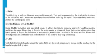 1. Spine
The fish body is built on this main structural framework. This unit is connected to the skull at the front and
to the tail at the back. Numerous vertebrae that are hollow make up the spine. These vertebrae house and
protect the subtle spinal cord.
2. Swim Bladder or Air Bladder
Swim bladder is hollow and gas filled organ. It allows the fish to conserve energy by enabling neutral
resilience in water. Fishes that is deep in the water needs to release air from their swim ladder when they
come up this is due to the difference in atmospheric pressure that circulate in the water surface. Fishes that
do not possess an air bladder sink to the bottom of the water if they stop swimming.
3. Gills
Gills help the fish to breathe under the water. Gills are the weak organ and it should not be touched by the
hand when the fish is alive.
Boby Basnet || Asst. Prof. 27
 