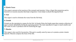 4. Pyloric Caeca
This organ is present at the junction of the stomach and intestine. It has a finger like projection and its
function is to secrete enzymes that help in digestion. It also helps to absorb the digested food.
5. Vent
This organ is used to eliminate the waste from the fish body.
6. Gonads
Gonads are the reproductive organs for the fish. In female fishes the bright organ that contains collection of
eggs is clearly identifiable during the spawning period. The male reproductive organ is much smaller and
less white in color. It produces milt for fertilizing the eggs.
7. Muscles
This organ is also used for locomotion. This part is usually eaten by man as it contains certain vitamin
deposits. Muscles compose the bone of the fish.
•
Boby Basnet || Asst. Prof. 28
 