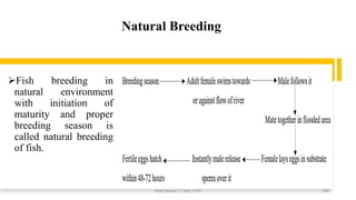 Natural Breeding
➢Fish breeding in
natural environment
with initiation of
maturity and proper
breeding season is
called natural breeding
of fish.
Boby Basnet || Asst. Prof. 280
 