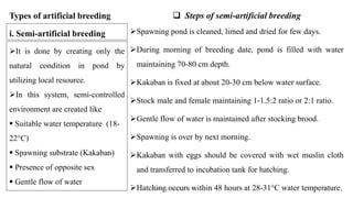 ➢Spawning pond is cleaned, limed and dried for few days.
➢During morning of breeding date, pond is filled with water
maintaining 70-80 cm depth.
➢Kakaban is fixed at about 20-30 cm below water surface.
➢Stock male and female maintaining 1-1.5:2 ratio or 2:1 ratio.
➢Gentle flow of water is maintained after stocking brood.
➢Spawning is over by next morning.
➢Kakaban with eggs should be covered with wet muslin cloth
and transferred to incubation tank for hatching.
➢Hatching occurs within 48 hours at 28-31°C water temperature.
❑ Steps of semi-artificial breeding
➢It is done by creating only the
natural condition in pond by
utilizing local resource.
➢In this system, semi-controlled
environment are created like
▪ Suitable water temperature (18-
22°C)
▪ Spawning substrate (Kakaban)
▪ Presence of opposite sex
▪ Gentle flow of water
i. Semi-artificial breeding
Types of artificial breeding
Boby Basnet || Asst. Prof. 289
 