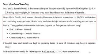 Steps of induced breeding
➢At dusk, female brood is intramuscularly or intraperitoneally injected with Ovaprim @ 0.3-
0.5 ml/kg body weight, in the same way male brood receives half dose of female.
➢Injected male and female are kept in spawning tanks (in case of common carp keep in separate
tanks)
➢ Broods become ready for stripping after 8-12 hours at 22-28°C water temperature.
Generally in female, total amount of required hormone is injected in two dose i.e. 10-20% as first dose
and remaining as second dose. But in male total dose is injected once while providing second dose to
female. Time gap between two dose in female depends on fish species and water temp.
▪ IMC: 6-8 hours interval
▪ Common carp: 8-10 hour interval
▪ Chinese carp: 9-12 hours interval
Boby Basnet || Asst. Prof. 295
 