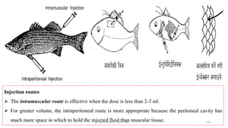 Injection routes
➢ The intramuscular route is effective when the dose is less than 2-3 ml.
➢ For greater volume, the intraperitoneal route is more appropriate because the peritoneal cavity has
much more space in which to hold the injected fluid than muscular tissue.
Boby Basnet || Asst. Prof. 296
 