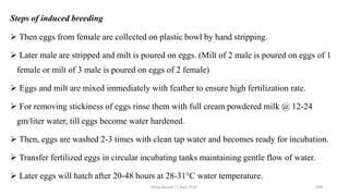 ➢ Then eggs from female are collected on plastic bowl by hand stripping.
➢ Later male are stripped and milt is poured on eggs. (Milt of 2 male is poured on eggs of 1
female or milt of 3 male is poured on eggs of 2 female)
➢ Eggs and milt are mixed immediately with feather to ensure high fertilization rate.
➢ For removing stickiness of eggs rinse them with full cream powdered milk @ 12-24
gm/liter water, till eggs become water hardened.
➢ Then, eggs are washed 2-3 times with clean tap water and becomes ready for incubation.
➢ Transfer fertilized eggs in circular incubating tanks maintaining gentle flow of water.
➢ Later eggs will hatch after 20-48 hours at 28-31°C water temperature.
Steps of induced breeding
Boby Basnet || Asst. Prof. 299
 