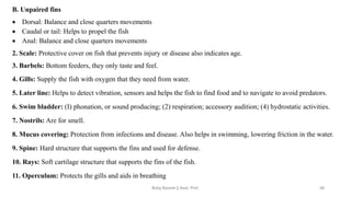 B. Unpaired fins
• Dorsal: Balance and close quarters movements
• Caudal or tail: Helps to propel the fish
• Anal: Balance and close quarters movements
2. Scale: Protective cover on fish that prevents injury or disease also indicates age.
3. Barbels: Bottom feeders, they only taste and feel.
4. Gills: Supply the fish with oxygen that they need from water.
5. Later line: Helps to detect vibration, sensors and helps the fish to find food and to navigate to avoid predators.
6. Swim bladder: (I) phonation, or sound producing; (2) respiration; accessory audition; (4) hydrostatic activities.
7. Nostrils: Are for smell.
8. Mucus covering: Protection from infections and disease. Also helps in swimming, lowering friction in the water.
9. Spine: Hard structure that supports the fins and used for defense.
10. Rays: Soft cartilage structure that supports the fins of the fish.
11. Operculum: Protects the gills and aids in breathing
Boby Basnet || Asst. Prof. 30
 