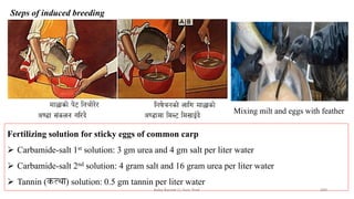 Steps of induced breeding
Mixing milt and eggs with feather
Fertilizing solution for sticky eggs of common carp
➢ Carbamide-salt 1st solution: 3 gm urea and 4 gm salt per liter water
➢ Carbamide-salt 2nd solution: 4 gram salt and 16 gram urea per liter water
➢ Tannin (कत्था) solution: 0.5 gm tannin per liter water
Boby Basnet || Asst. Prof. 300
 