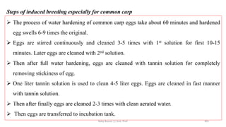Steps of induced breeding especially for common carp
➢ The process of water hardening of common carp eggs take about 60 minutes and hardened
egg swells 6-9 times the original.
➢ Eggs are stirred continuously and cleaned 3-5 times with 1st solution for first 10-15
minutes. Later eggs are cleaned with 2nd solution.
➢ Then after full water hardening, eggs are cleaned with tannin solution for completely
removing stickiness of egg.
➢ One liter tannin solution is used to clean 4-5 liter eggs. Eggs are cleaned in fast manner
with tannin solution.
➢ Then after finally eggs are cleaned 2-3 times with clean aerated water.
➢ Then eggs are transferred to incubation tank.
Boby Basnet || Asst. Prof. 301
 