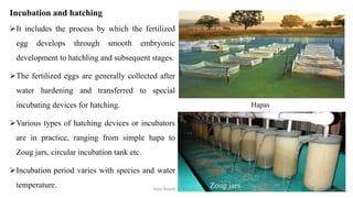 ➢It includes the process by which the fertilized
egg develops through smooth embryonic
development to hatchling and subsequent stages.
➢The fertilized eggs are generally collected after
water hardening and transferred to special
incubating devices for hatching.
➢Various types of hatching devices or incubators
are in practice, ranging from simple hapa to
Zoug jars, circular incubation tank etc.
➢Incubation period varies with species and water
temperature.
Incubation and hatching
Zoug jars
Hapas
Boby Basnet || Asst. Prof. 302
 