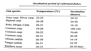Boby Basnet || Asst. Prof. 303
 