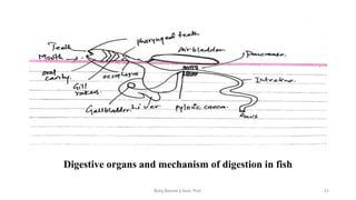 Digestive organs and mechanism of digestion in fish
Boby Basnet || Asst. Prof. 31
 