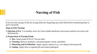 Nursing of Fish
It involves the rearing of fish fry (young fish) into fingerlings (juvenile fish) before transferring them to
grow-out ponds.
Steps in Fish Nursing:
1.Selection of Fry: Use healthy, active fry from reliable hatcheries and ensure uniform size and avoid
deformed fry.
2.Preparation of Nursing Ponds:
1. Size: Small ponds (0.02-0.1 ha) are ideal.
2. Cleaning: Remove predators, unwanted aquatic weeds, and debris.
3. Manuring and Fertilization: Apply organic manure (e.g., cow dung) to boost growth.
4. Liming: Apply lime to regulate pH and control pathogens.
Boby Basnet || Asst. Prof. 310
 