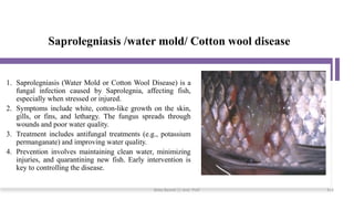 Saprolegniasis /water mold/ Cotton wool disease
1. Saprolegniasis (Water Mold or Cotton Wool Disease) is a
fungal infection caused by Saprolegnia, affecting fish,
especially when stressed or injured.
2. Symptoms include white, cotton-like growth on the skin,
gills, or fins, and lethargy. The fungus spreads through
wounds and poor water quality.
3. Treatment includes antifungal treatments (e.g., potassium
permanganate) and improving water quality.
4. Prevention involves maintaining clean water, minimizing
injuries, and quarantining new fish. Early intervention is
key to controlling the disease.
Boby Basnet || Asst. Prof. 318
 