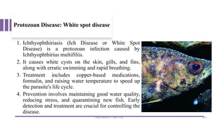 Protozoan Disease: White spot disease
1. Ichthyophthiriasis (Ich Disease or White Spot
Disease) is a protozoan infection caused by
Ichthyophthirius multifiliis.
2. It causes white cysts on the skin, gills, and fins,
along with erratic swimming and rapid breathing.
3. Treatment includes copper-based medications,
formalin, and raising water temperature to speed up
the parasite's life cycle.
4. Prevention involves maintaining good water quality,
reducing stress, and quarantining new fish. Early
detection and treatment are crucial for controlling the
disease.
Boby Basnet || Asst. Prof. 319
 