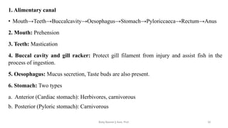 1. Alimentary canal
• Mouth→Teeth→Buccalcavity→Oesophagus→Stomach→Pyloriccaeca→Rectum→Anus
2. Mouth: Prehension
3. Teeth: Mastication
4. Buccal cavity and gill racker: Protect gill filament from injury and assist fish in the
process of ingestion.
5. Oesophagus: Mucus secretion, Taste buds are also present.
6. Stomach: Two types
a. Anterior (Cardiac stomach): Herbivores, carnivorous
b. Posterior (Pyloric stomach): Carnivorous
Boby Basnet || Asst. Prof. 32
 