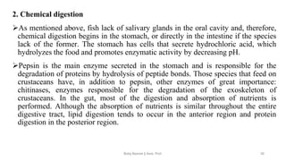2. Chemical digestion
➢As mentioned above, fish lack of salivary glands in the oral cavity and, therefore,
chemical digestion begins in the stomach, or directly in the intestine if the species
lack of the former. The stomach has cells that secrete hydrochloric acid, which
hydrolyzes the food and promotes enzymatic activity by decreasing pH.
➢Pepsin is the main enzyme secreted in the stomach and is responsible for the
degradation of proteins by hydrolysis of peptide bonds. Those species that feed on
crustaceans have, in addition to pepsin, other enzymes of great importance:
chitinases, enzymes responsible for the degradation of the exoskeleton of
crustaceans. In the gut, most of the digestion and absorption of nutrients is
performed. Although the absorption of nutrients is similar throughout the entire
digestive tract, lipid digestion tends to occur in the anterior region and protein
digestion in the posterior region.
Boby Basnet || Asst. Prof. 35
 
