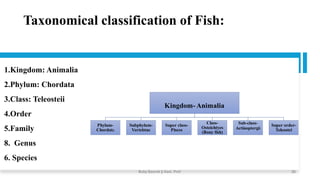 Taxonomical classification of Fish:
1.Kingdom: Animalia
2.Phylum: Chordata
3.Class: Teleosteii
4.Order
5.Family
8. Genus
6. Species
Kingdom- Animalia
Phylum-
Chordata
Subphylum-
Vertebtae
Super class-
Pisces
Class-
Osteichtyes
(Bony fish)
Sub-class-
Actinoptergii
Super order-
Teleostei
Boby Basnet || Asst. Prof. 36
 