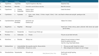 S.N. Order Families Species Characteristics
1. Anguliforms Anguellidae Anguilla bengalensis (Raj bam) Serpentine body
2. Beloniforms Belonidae Xenetodon cancila (Kauwa maccha) Beak like structure
3. Clupeiformes a. Clupedia
b. Engraulidae
Gudusia chapra
Setipinna phase
Lateral line absent
4. Cypriniforms a. Cyprinidae a. Labeo rohita (Rohu), Cirrhina mrigala (Naini), Catla catla
(Bhakur)
Head is without scale and gills opening are side.
5. Cypriodontoforms Aplocheilus
Poecillidae
Aplocheilus spp.
Gambusia spp.
Adipose fin is absent.
6. Muguliforms a. Mugilidae Rhinomugli Ventral part of body silivery, paleor yellowish while dorsal and caudal
part are dusky.
7. Osteoglossiforms a. Notopteridae a. Notopterus spp./Chitala spp.
8. Percifoms a. Ambassidae a. Chanda The jaws are provided with teeth.
9. Siliuriforms a. Siliuridae Wallago attu Adipose fin may be present or absent.
Dorsal fin spineless and short
Anal fin is long, Nasal barbel absent.
10. Synbranciforms a. Astacembelidae
b. Synbranchidae
Macrognathus (gaichi), Mastacembelus
Monopterous cuchia
✓ The eyes are small. Ventral fin is absent.
✓ Body enlarged and eel shaped. Low jaw is longer.
11. Tetraodontiforms Tetraodontidae Tetraodon spp. Small mouth and gill opening.
No anal fins.
Boby Basnet || Asst. Prof. 37
 