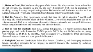 1. Fishes as Food: Fish has been a key part of the human diet since ancient times, valued for
its rich protein, fat, vitamins A and D, and easy digestibility. Fish can be preserved by
smoking, salting, freezing, or quick refrigeration. Both marine and freshwater species, such as
Labeo, Catla, and Trygon, are consumed. Shark fins are notably used to make soup.
2. Fish By-Products: Fish by-products include fish liver oil, rich in vitamins A and D, and
fish body oil, which contains traces of these vitamins. Liver oil has medicinal uses due to its
vitamin content. Fish are a rich source of protein, vitamins, minerals, and omega-3 fatty acids,
which support heart health and reduce the risk of heart disease.
3. Fish as food for livestock: Fish meal, a dried fish product, is a highly nutritious feed for
poultry, pigs, and cattle. It contains 55-70% protein, 2-15% fat, and 10-20% minerals, along
with vitamins A, B, D, E, K, and B12. Rich in calcium (5%), phosphorus (4%), and iodine,
fish meal supports tissue and bone growth in livestock.
4. Biological Control: Larvivorous fishes like Puntius, Gambusia, and Danio prey on insect
larvae, including mosquito larvae, helping to control diseases like malaria by reducing
mosquito populations.
Boby Basnet || Asst. Prof. 39
 