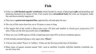 Fish
➢Fishes are cold blooded aquatic vertebrates which breathe by means of pharyngeal gills and propelling and
balancing themselves by means of fins. Fish usually have streamlined body but some are elongated, snake
like and dorsoventrally suppressed.
➢They have a paired and unpaired fins supported by soft and spiny fin rays.
➢The size of fish varies from few cm to 18 meter or more in long.
➢The largest fish of the world is Rhinocodon typus (70 feet) and smallest is Paedocypris progenetica (7.9
mm). Fishes are the first successful class of chordates.
➢There are over 22,000 species of fish, comprising more than 50% of all are vertebrate species.
➢Fish includes animals belong to only super-class ‘Pisces’.
➢ Fish are also called ‘Pisces’ or ‘Ichthys’. Fishes are the first successful class of chordates.
➢Many types of aquatic animals named ‘fish’, such as shellfish, Crayfish, Jellyfish, Starfish, Cuttlefish, etc.
are not a true fish.
Boby Basnet || Asst. Prof. 4
 