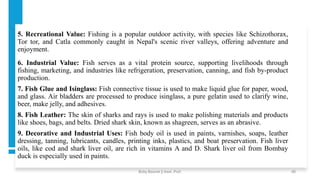 5. Recreational Value: Fishing is a popular outdoor activity, with species like Schizothorax,
Tor tor, and Catla commonly caught in Nepal's scenic river valleys, offering adventure and
enjoyment.
6. Industrial Value: Fish serves as a vital protein source, supporting livelihoods through
fishing, marketing, and industries like refrigeration, preservation, canning, and fish by-product
production.
7. Fish Glue and Isinglass: Fish connective tissue is used to make liquid glue for paper, wood,
and glass. Air bladders are processed to produce isinglass, a pure gelatin used to clarify wine,
beer, make jelly, and adhesives.
8. Fish Leather: The skin of sharks and rays is used to make polishing materials and products
like shoes, bags, and belts. Dried shark skin, known as shagreen, serves as an abrasive.
9. Decorative and Industrial Uses: Fish body oil is used in paints, varnishes, soaps, leather
dressing, tanning, lubricants, candles, printing inks, plastics, and boat preservation. Fish liver
oils, like cod and shark liver oil, are rich in vitamins A and D. Shark liver oil from Bombay
duck is especially used in paints.
Boby Basnet || Asst. Prof. 40
 