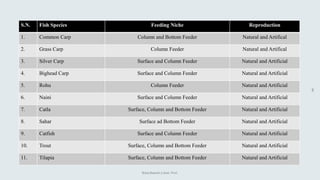Boby Basnet || Asst. Prof.
44
S.N. Fish Species Feeding Niche Reproduction
1. Common Carp Column and Bottom Feeder Natural and Artifical
2. Grass Carp Column Feeder Natural and Artifical
3. Silver Carp Surface and Column Feeder Natural and Artificial
4. Bighead Carp Surface and Column Feeder Natural and Artificial
5. Rohu Column Feeder Natural and Artificial
6. Naini Surface and Column Feeder Natural and Artificial
7. Catla Surface, Column and Bottom Feeder Natural and Artificial
8. Sahar Surface ad Bottom Feeder Natural and Artificial
9. Catfish Surface and Column Feeder Natural and Artificial
10. Trout Surface, Column and Bottom Feeder Natural and Artificial
11. Tilapia Surface, Column and Bottom Feeder Natural and Artificial
 