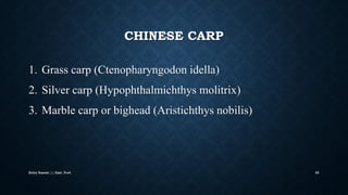 CHINESE CARP
1. Grass carp (Ctenopharyngodon idella)
2. Silver carp (Hypophthalmichthys molitrix)
3. Marble carp or bighead (Aristichthys nobilis)
Boby Basnet || Asst. Prof. 46
 