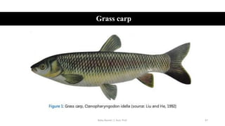 Grass carp
Boby Basnet || Asst. Prof. 47
 