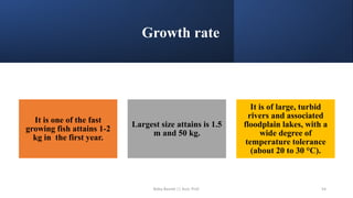 Growth rate
It is one of the fast
growing fish attains 1-2
kg in the first year.
Largest size attains is 1.5
m and 50 kg.
It is of large, turbid
rivers and associated
floodplain lakes, with a
wide degree of
temperature tolerance
(about 20 to 30 °C).
Boby Basnet || Asst. Prof. 54
 
