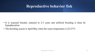 Reproductive behavior fish
• It is seasonal breeder, matured in 2-3 years and artificial breeding is done by
hypophysation.
• The breeding season is April/May when the water temperature is 22-27°C.
Boby Basnet || Asst. Prof. 55
 