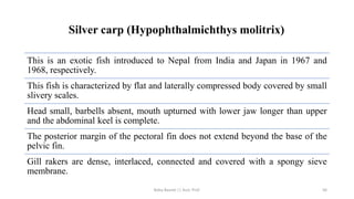 Silver carp (Hypophthalmichthys molitrix)
This is an exotic fish introduced to Nepal from India and Japan in 1967 and
1968, respectively.
This fish is characterized by flat and laterally compressed body covered by small
slivery scales.
Head small, barbells absent, mouth upturned with lower jaw longer than upper
and the abdominal keel is complete.
The posterior margin of the pectoral fin does not extend beyond the base of the
pelvic fin.
Gill rakers are dense, interlaced, connected and covered with a spongy sieve
membrane.
Boby Basnet || Asst. Prof. 56
 