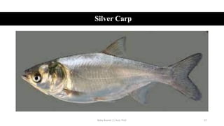Silver Carp
Boby Basnet || Asst. Prof. 57
 