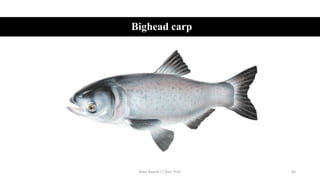 Bighead carp
Boby Basnet || Asst. Prof. 60
 